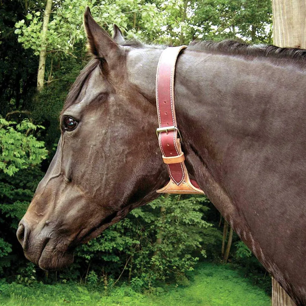 DARE Cribbing Control Collar