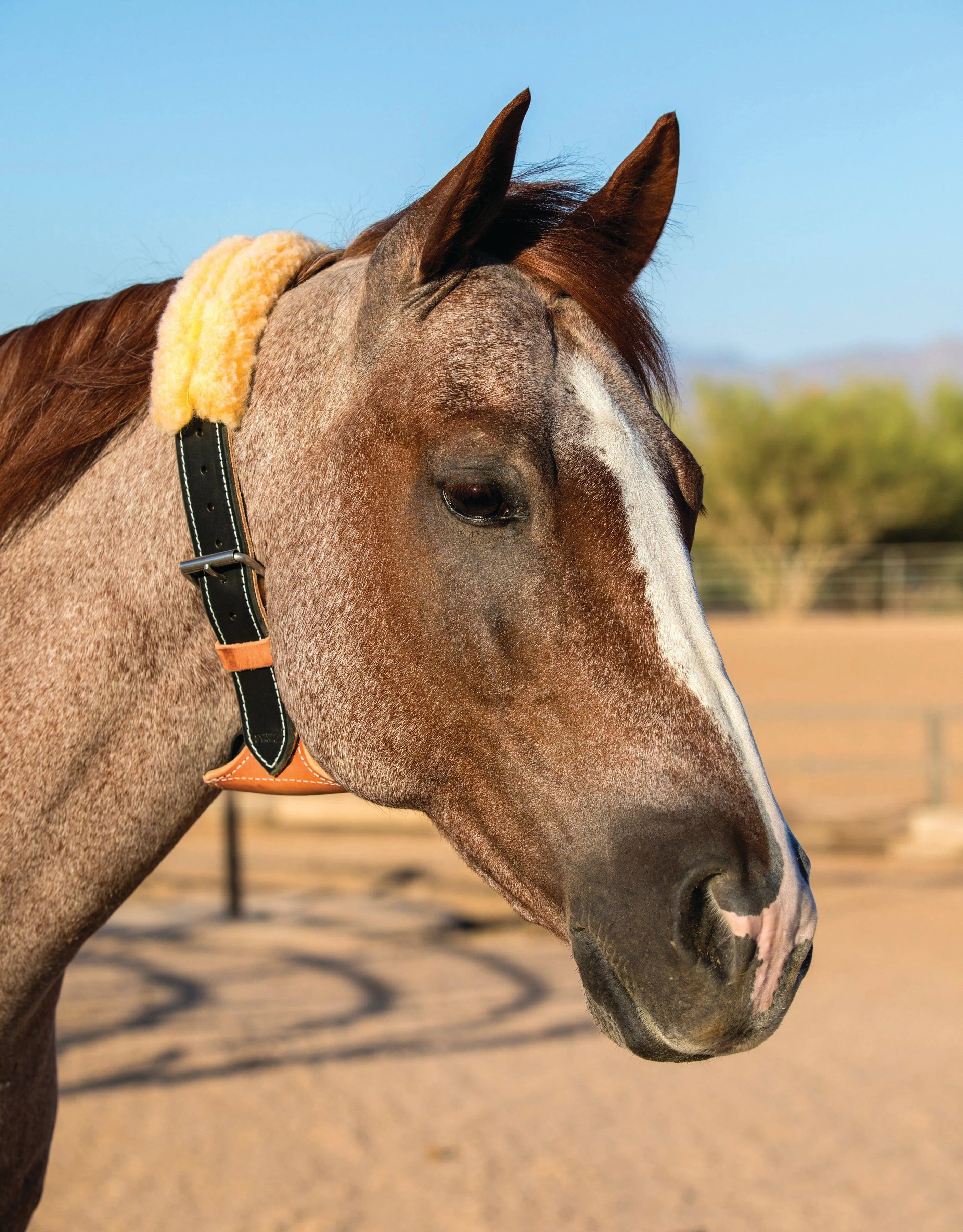 DARE Cribbing Control Collar